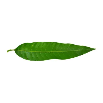 Fresh Dry Mango Leaves